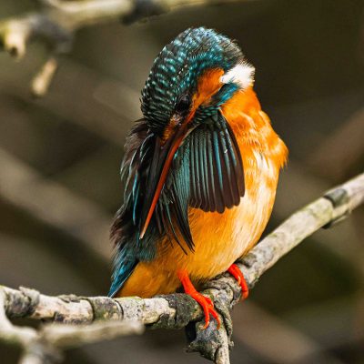 conservation status