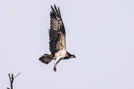 osprey bird facts - flying Osprey bird and wildlife photography in sundarban mangroves