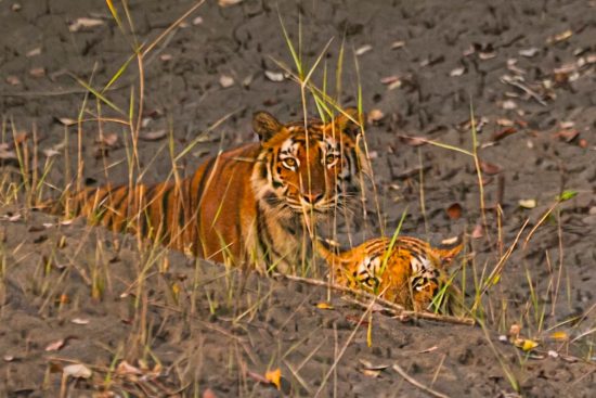 A majestic Royal Bengal Tiger resting in the mud and grass of the Sundarbans mangrove forest, showcasing its striking orange coat and black stripes.