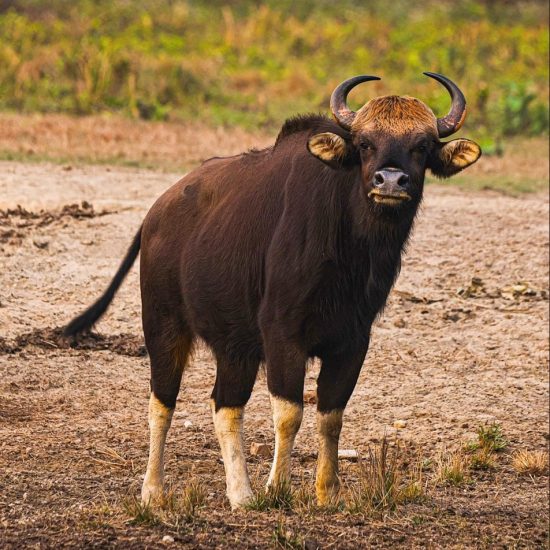 Wildlife Photography for Conservation
