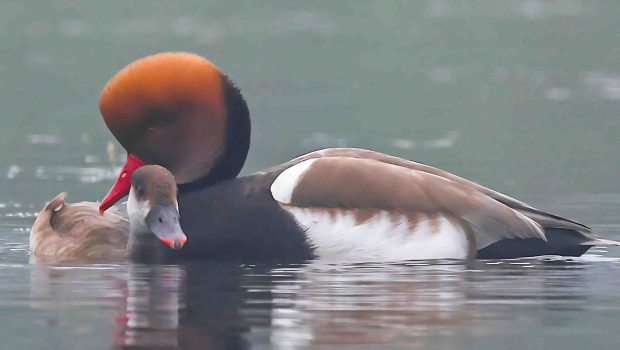 Red-crested Pochard Cuple