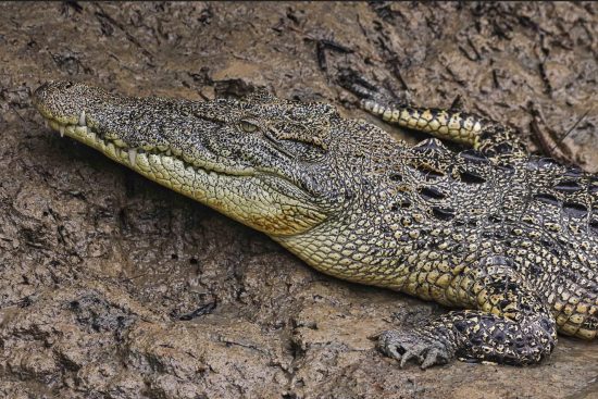 Salt Water Crocodile of Sundarban Mangroves