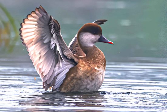 Female Pochard spread her wings on the water of Purbasthali birdwatching area.