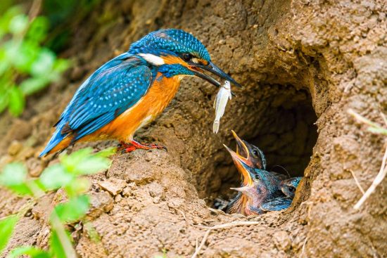 common kingfisher