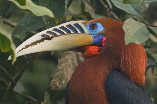 Hornbill