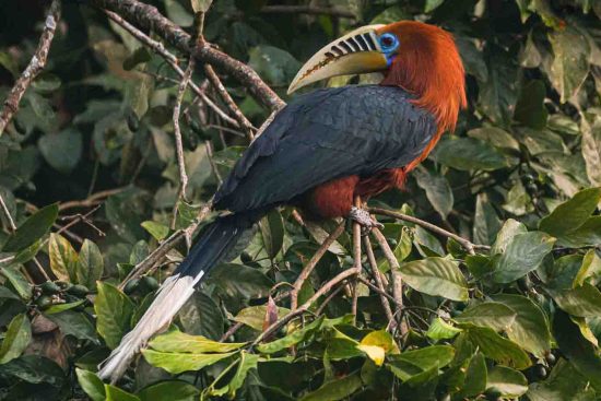 Rufous-necked Hornbill Male