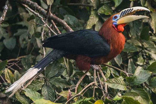 Rufous-necked Hornbill Male. Wildlife Photography Conservation India