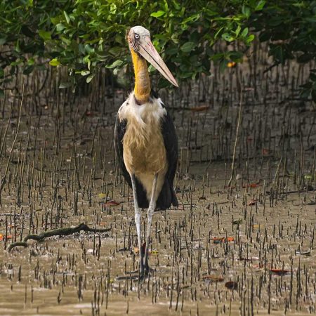 Madantak Bird wanking through the breathing roots.