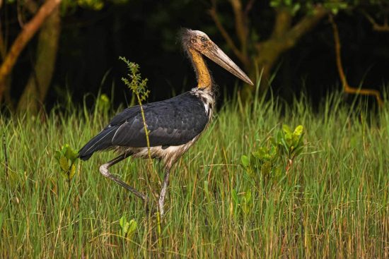 Madantak Bird wanking through the Sundarban Mangroves