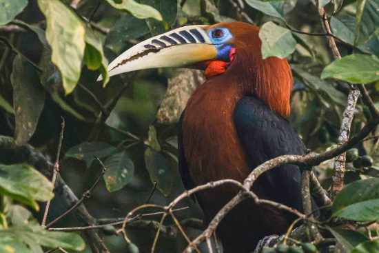 Hornbill Male Photography