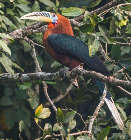 Hornbill Male Photography