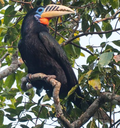 Rufous-necked Hornbill Female
