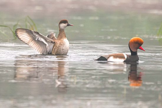 Red-crested Pochard couple