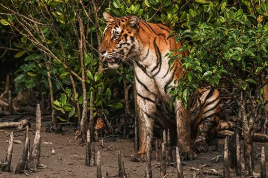 Royal Bengal Tiger of Sundarban
